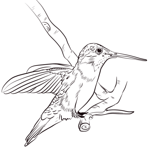 Black Chinned Hummingbird Coloring Page